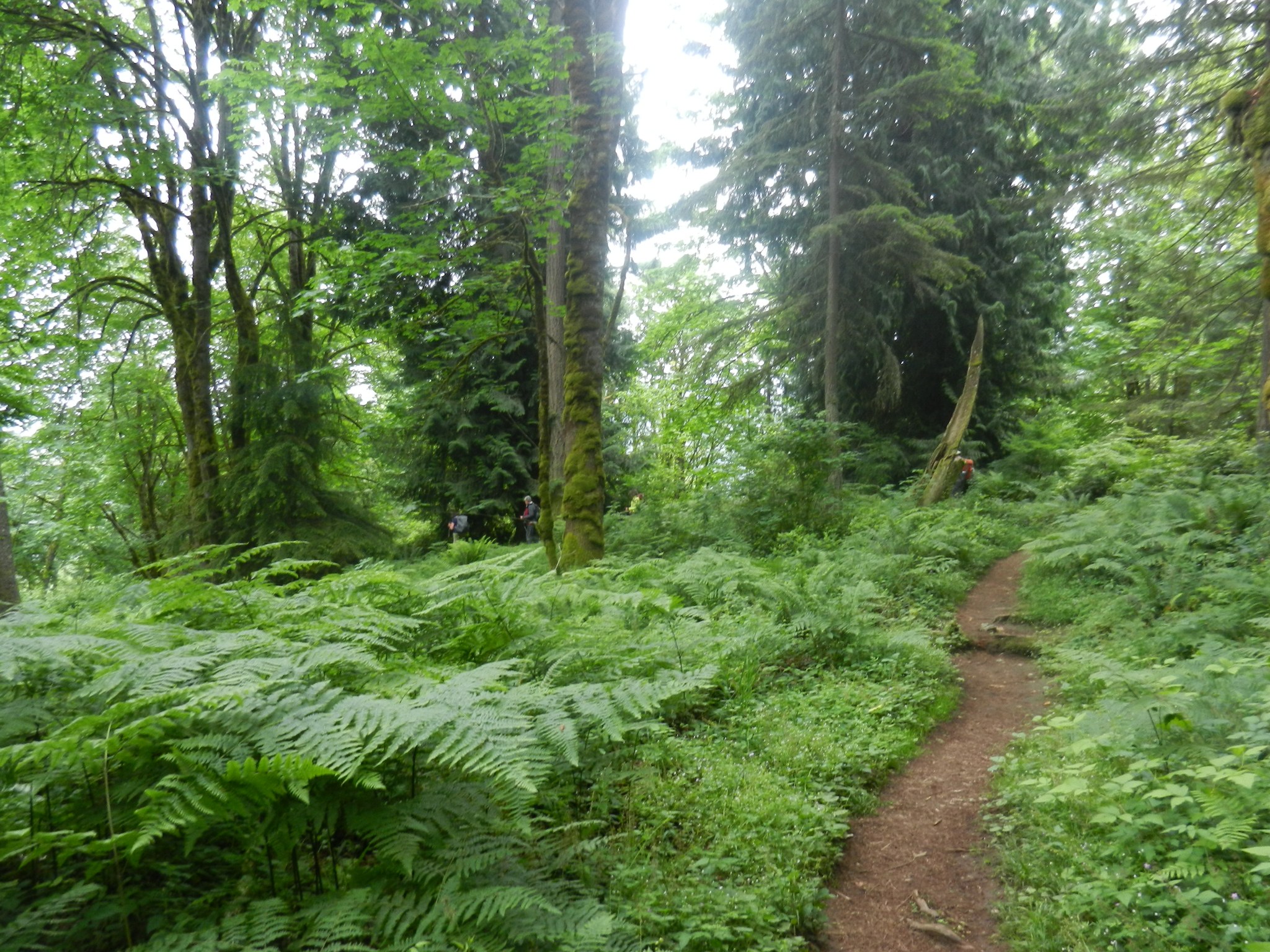 West Tibbett's Creek Trail (#COUGAR-E10) — Washington Trails